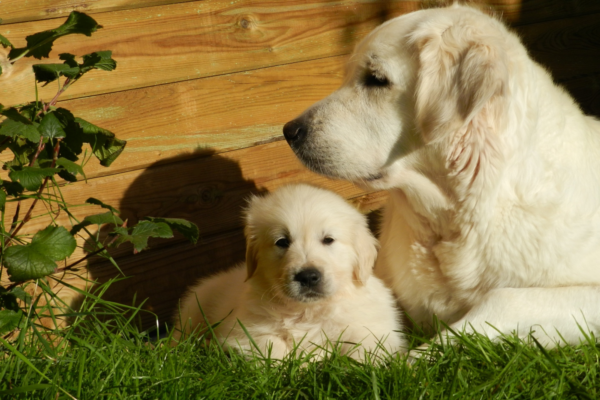A large white dog and a small white puppy sit together in green grass in front of a wooden fence.