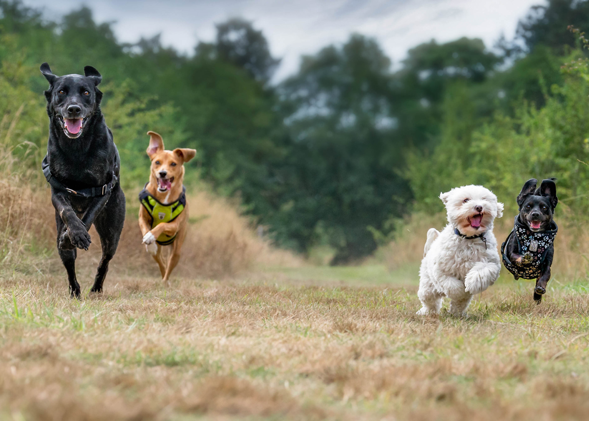 Happy-Dogs.jpg