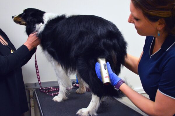 A veterinarian uses clippers to get a fur sample from a border collie.