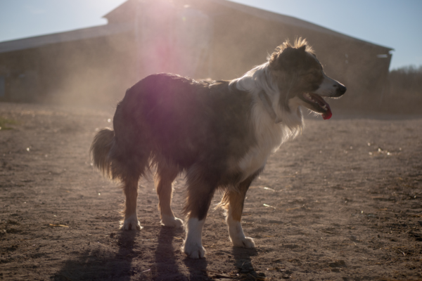 Shepherd in the sunset