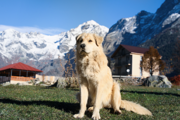 A guardian dog in sitting in front of a mountain cabin