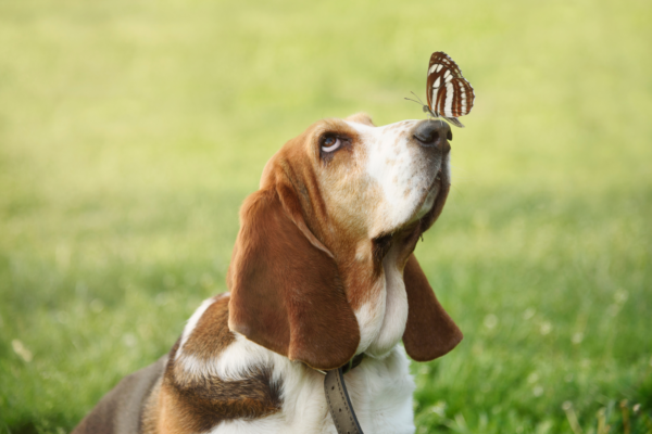 A bassett hound with a butterfly on his nose.