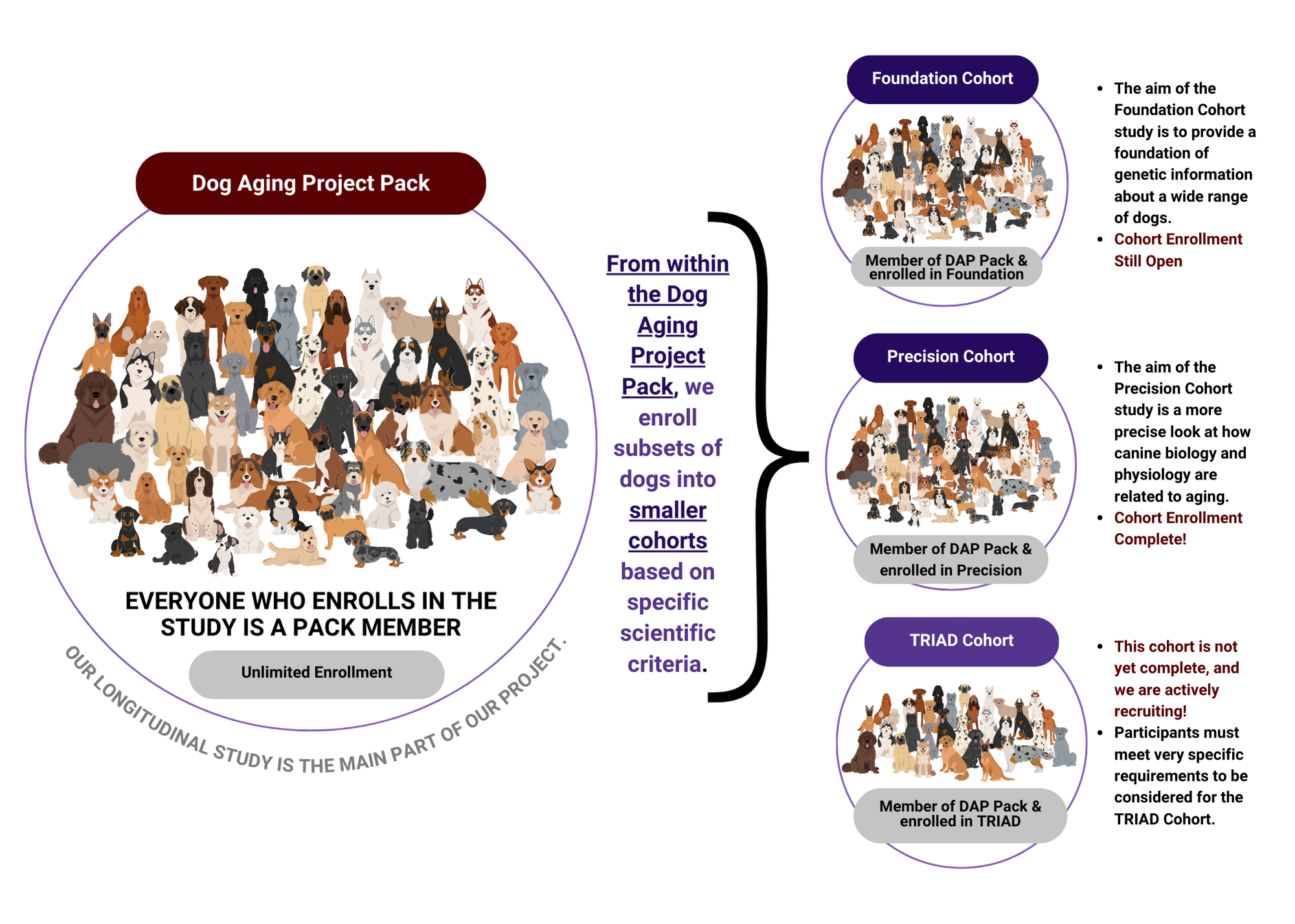 A diagram that shows how cohorts are pack members selected within the DAP Pack.