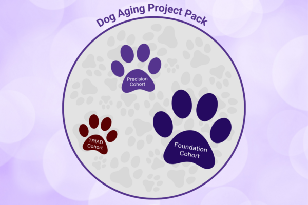 Circle that represents the Dog Aging Project Pack and within it three different colored paw prints. The Big Dark Purple Paw is the Foundation Cohort, The Light Purple is the Precision Cohort and the small maroon paw is the TRIAD cohort.