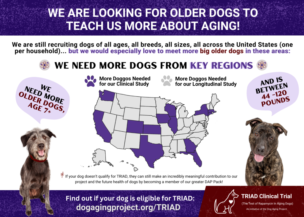 More TRIAD Doggos needed graphic. We are looking for older dogs to teach us more about aging. We are still recruiting dogs of all ages, all breeds, all sizes, all across the United States (one per household).. but especially love to meet more big older dogs in the following states: Washington, California, Colorado, Kansas, Texas, Iowa, Wisconsin, Illinois, Georgia, Florida, New York, Massachusetts, and Connecticut. 