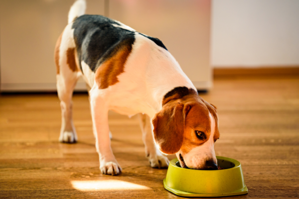 a beagle eating from a green bowl