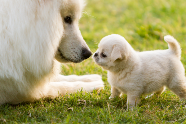 an older dog with a puppy