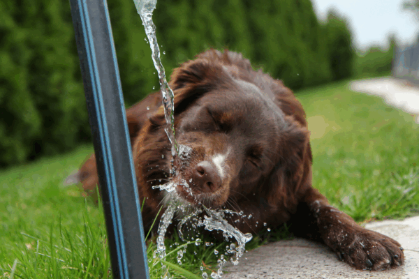 a dog drinking water from a hose