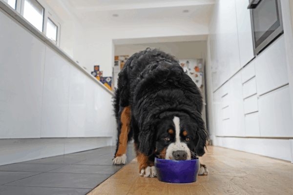 a dog eating out of a purple bowl in a kitchen