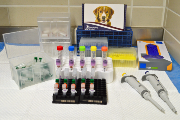 A laboratory setup with test tubes, pipette tips, pipettes, and a Dog Aging Project box with a dog image, all arranged on a white surface with a tiled wall in the background