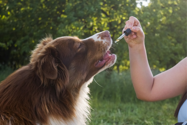 A brown and white dog receives a liquid medication or supplement from a dropper held by a person in an outdoor setting.