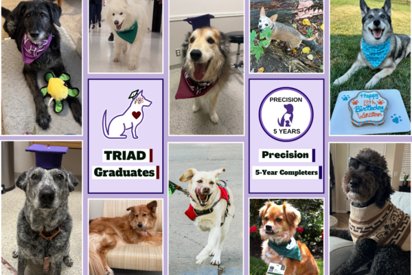 a collage of dogs from our TRIAD Graduates and Precision 5 Year Completers