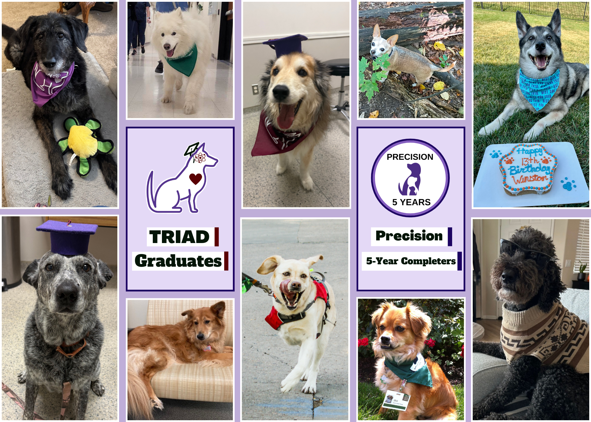 a collage of dogs from our TRIAD Graduates and Precision 5 Year Completers