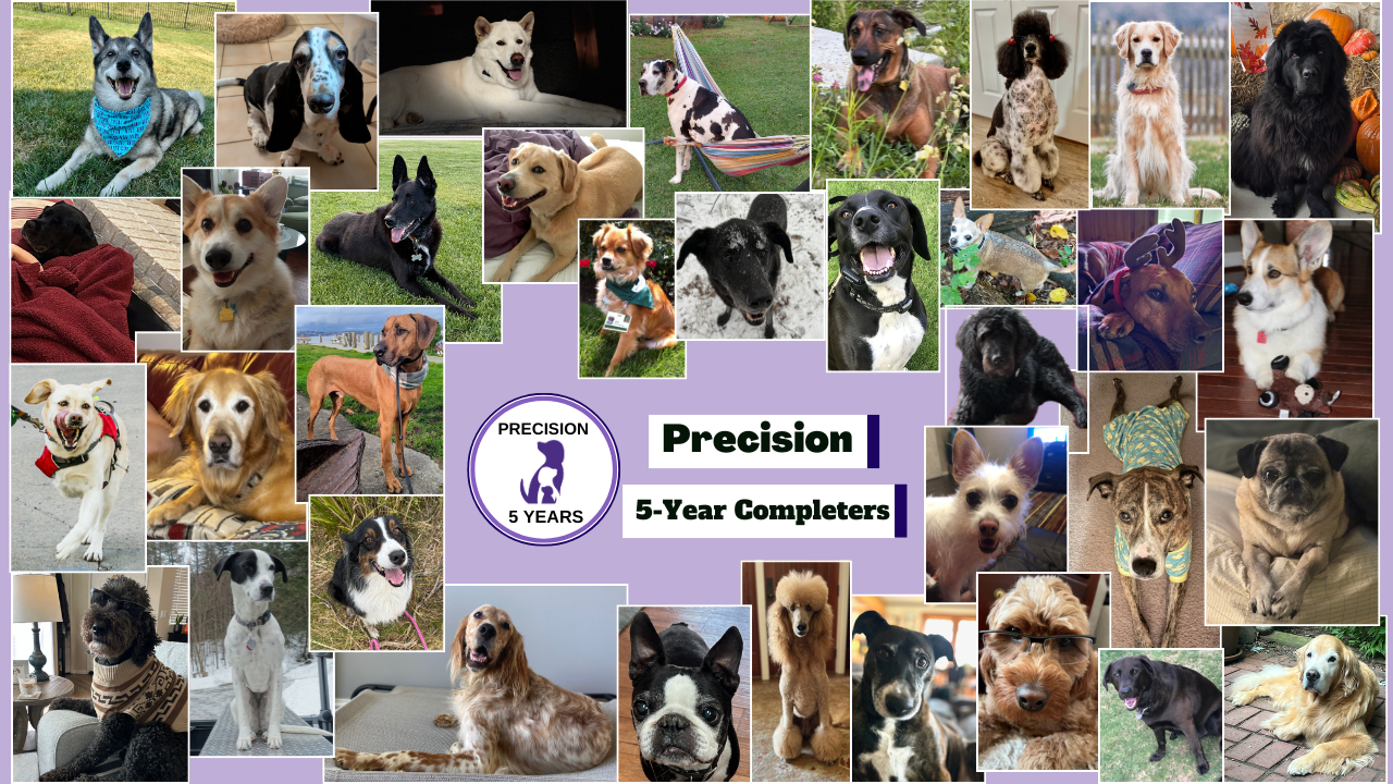 a collage of dogs of different breeds from our Precision 5-Year Completers
