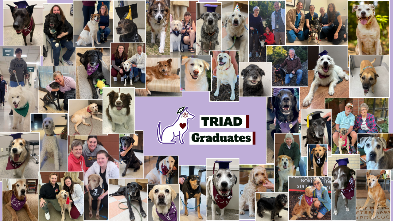 a collage of dogs of different breeds from our TRIAD graduates