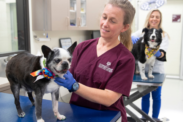 A veterinarian in scrubs gently holds a Boston Terrier wearing a colorful bandana, while another veterinarian in the background examines a Border Collie in an exam room.