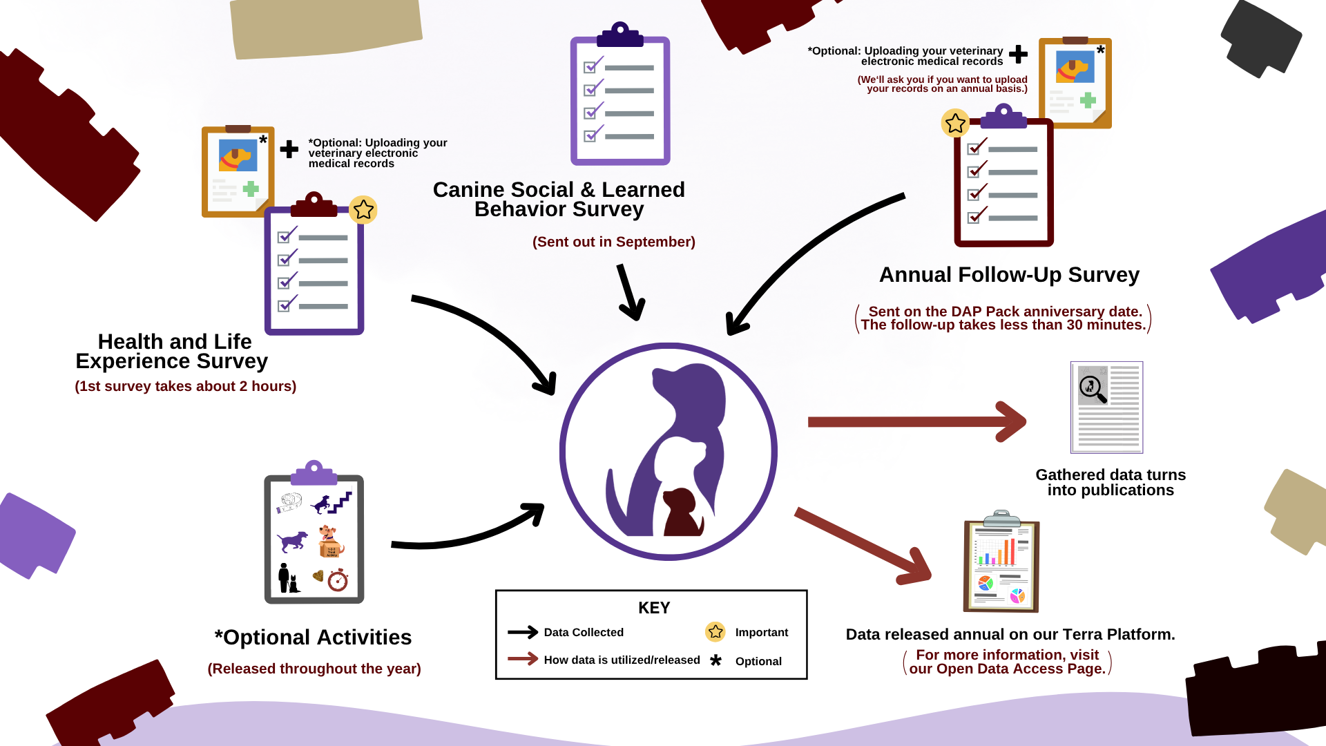 A graphic illustrating how the Dog Aging Project collects data from surveys and activities, and disseminates findings through data releases and research publications, with building-block pieces around the graphic like a border.