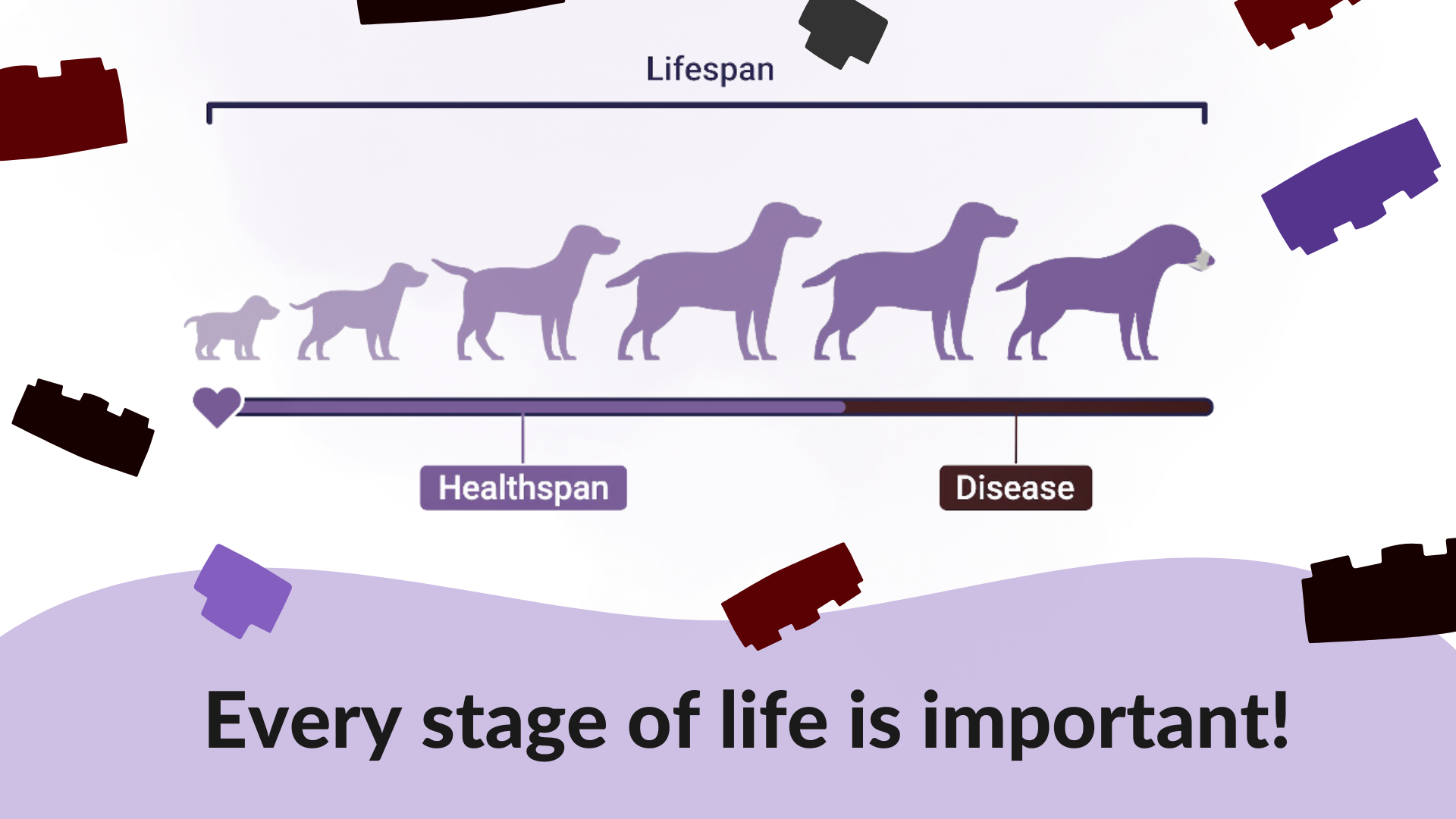 A graphic of six dog icons representing different stages of life, from puppy to senior, with building-block pieces around the graphic and text at the bottom that reads, &ldquo;Every stage of life is important!&rdquo;