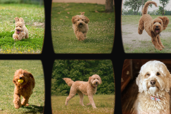a video film tape documenting a golden doodle's journey from puppy to senior age.