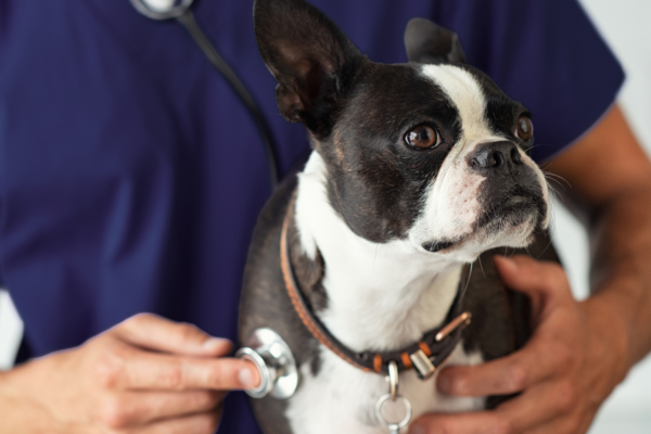 A small black-and-white dog with upright ears wears a collar while a veterinarian in blue scrubs holds a stethoscope near its chest.